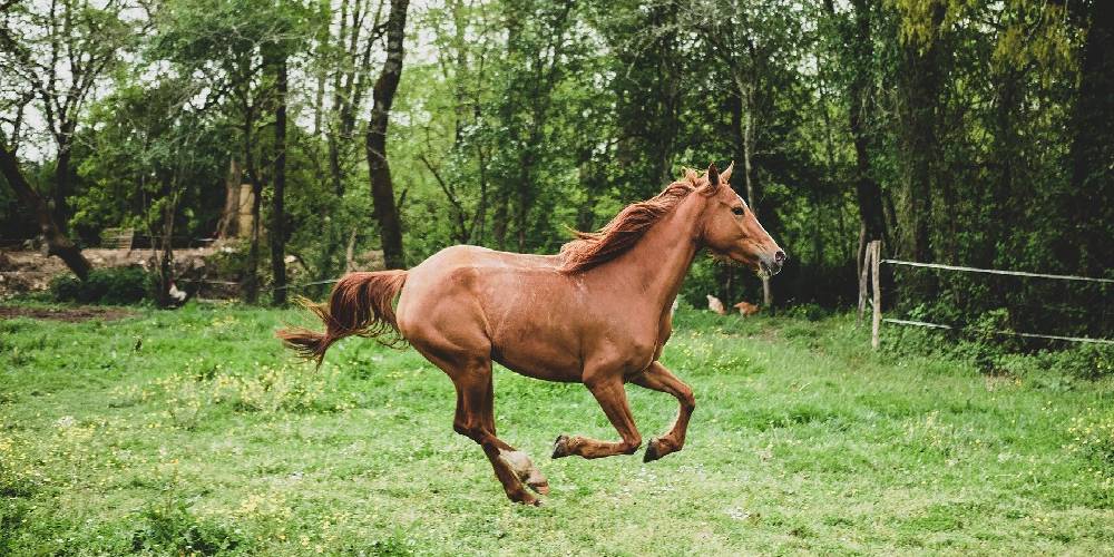 The Quick Gallop vs. Other Gaits